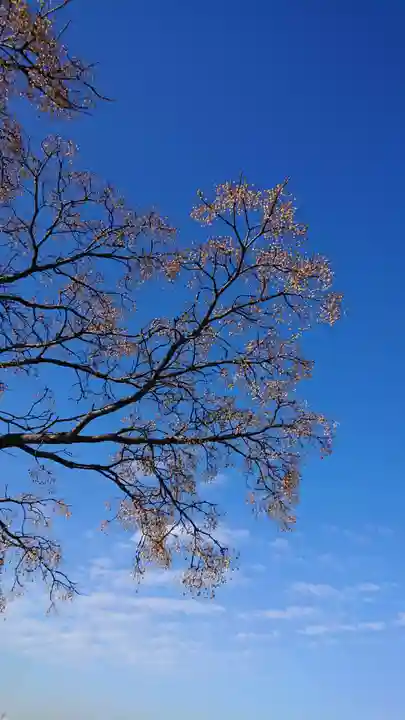 石清水八幡宮の自然