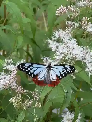 大原野神社(京都府)