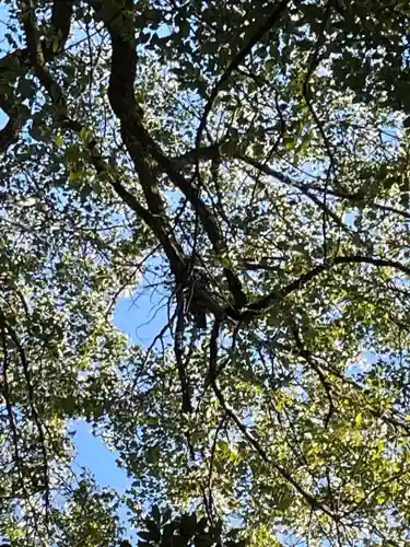 賀茂御祖神社（下鴨神社）の自然