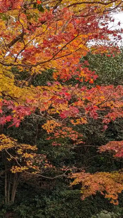 法金剛院(京都府)