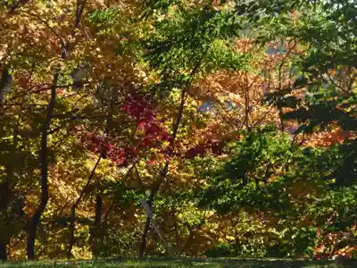 留辺蘂神社の自然