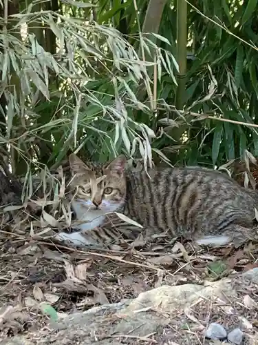 鹿角八坂神社の動物