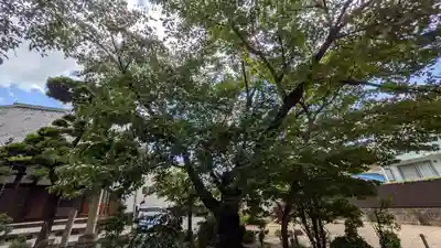 墨染寺(桜寺)(京都府)