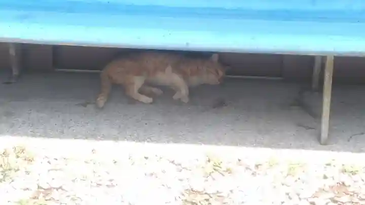 椿堂 遍照院(大分県)