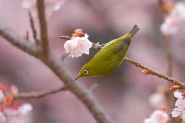 桜神宮の動物