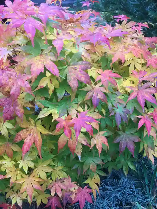 多賀神社の自然