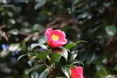 高木神社の自然
