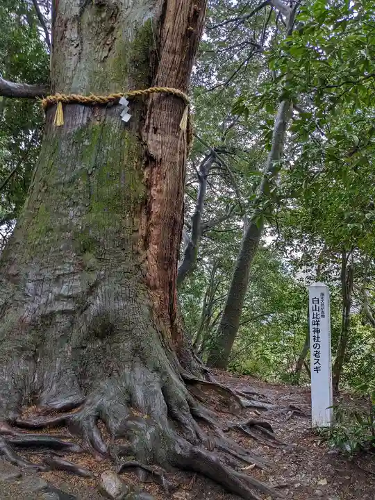 白山比咩神社(石川県)