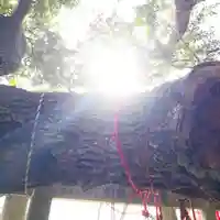 森稲荷大明神の自然