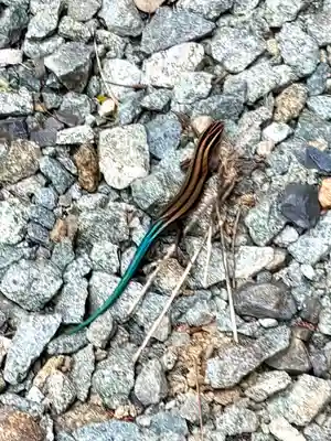 蚊里田八幡宮(長野県)