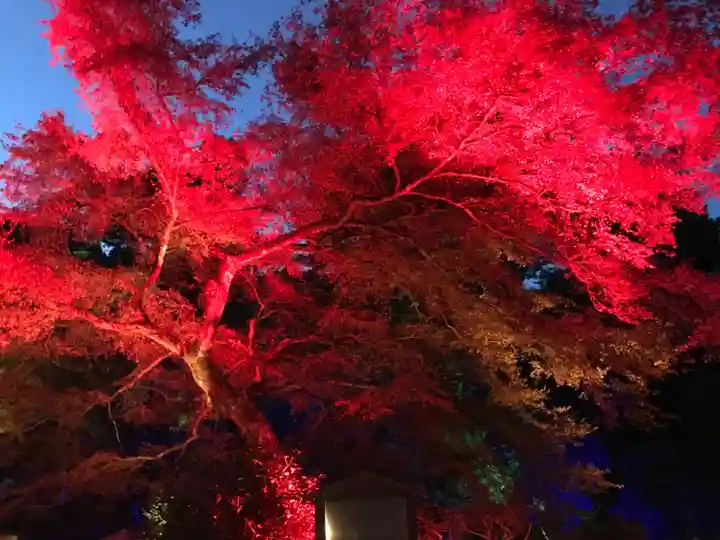 日吉大社の自然