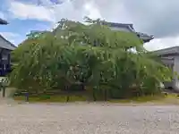 長光寺(愛知県)