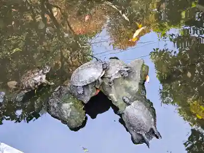 成田山川越別院(埼玉県)