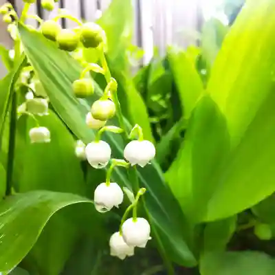 七重浜海津見神社(北海道)