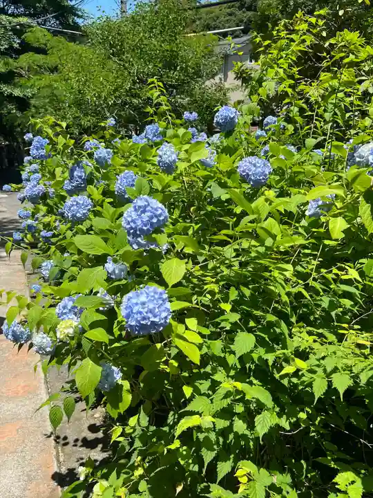 明月院(神奈川県)