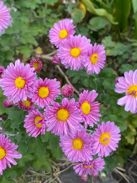 横浜御嶽神社の自然
