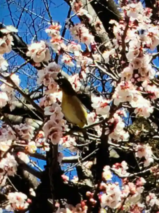 布多天神社(東京都)