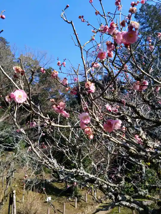 成田山新勝寺の自然