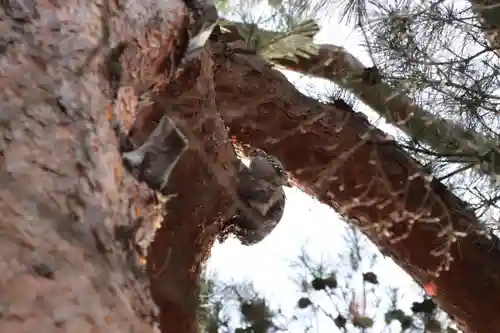開成山大神宮の自然