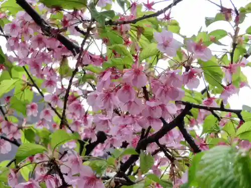 小野照崎神社の自然