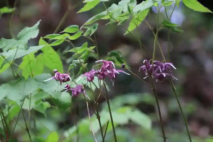 鹿島大神宮の自然