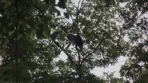 野木神社の動物