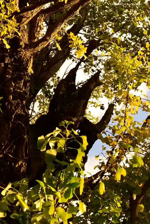 飛木稲荷神社の自然
