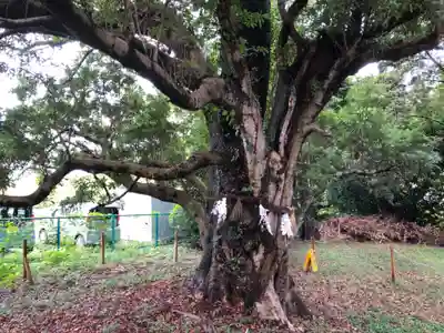 天御子神社の自然
