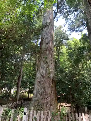 天鷹神社の自然