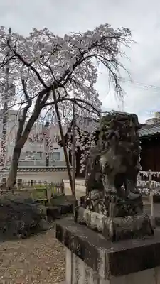 縣神社の狛犬