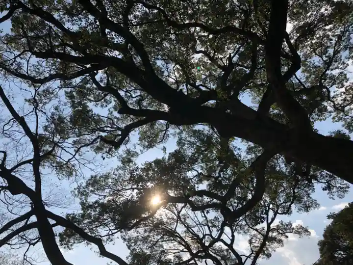 千栗八幡宮の自然