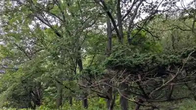 稲荷神社の自然