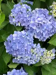 粟井神社の自然