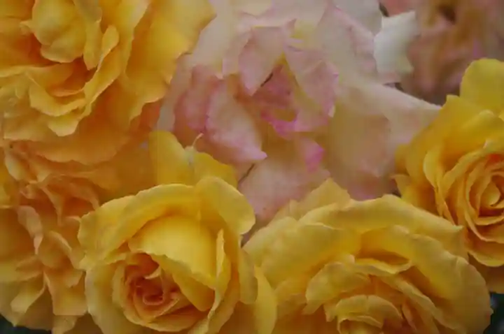 武州与野天祖神社(埼玉県)