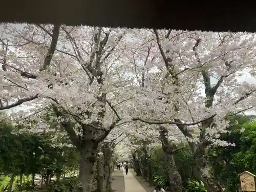 極楽寺（霊鷲山感應院極楽律寺）の景色