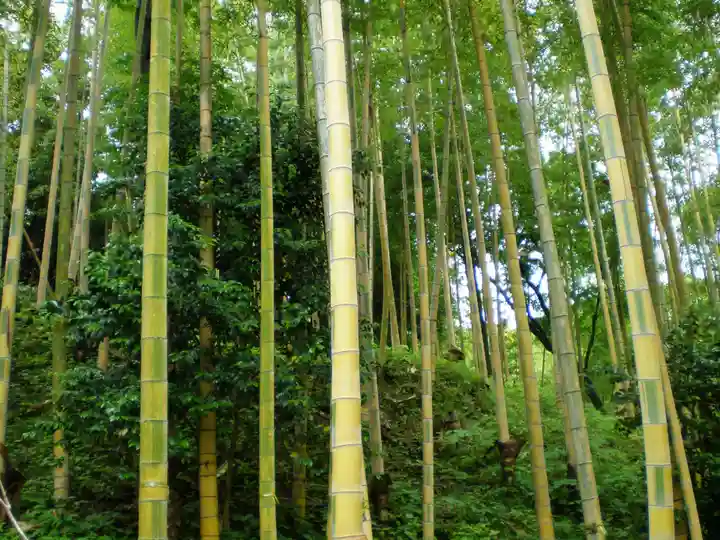 高良大社の自然