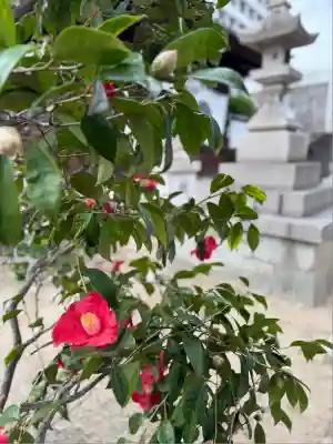 お菊神社(兵庫県)