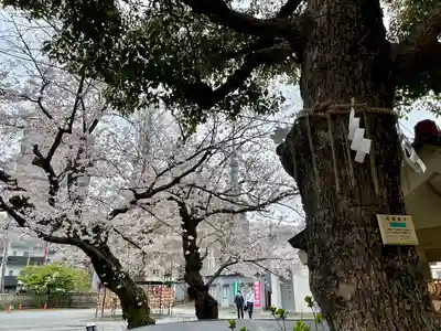 今戸神社(東京都)