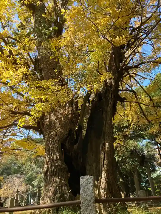赤坂氷川神社の自然
