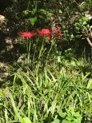 厳嶋神社の自然