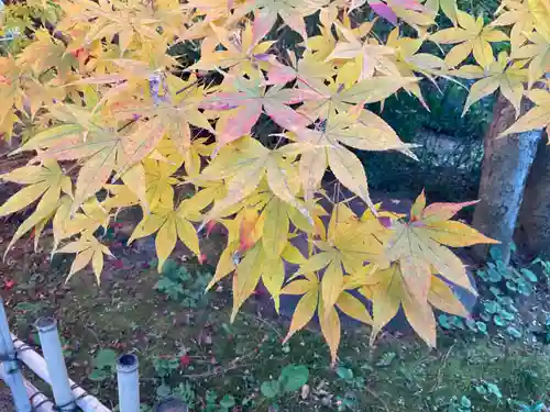 本土寺(千葉県)