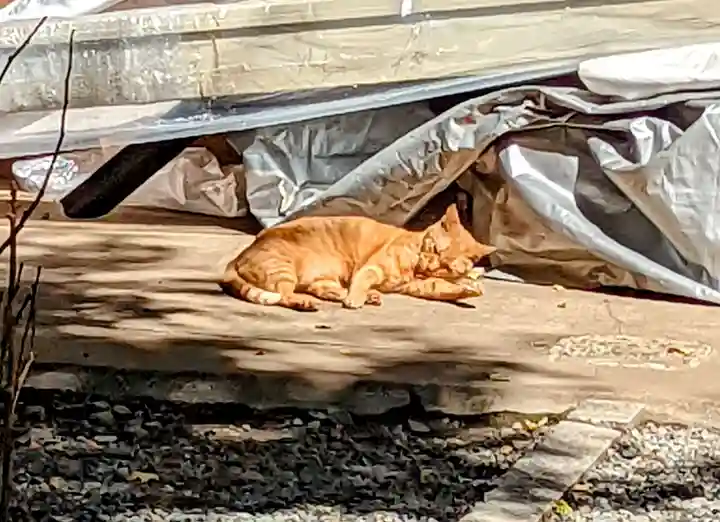 小野照崎神社の動物