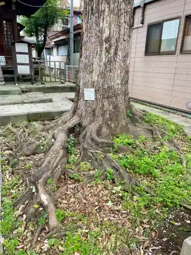 子神社(神奈川県)
