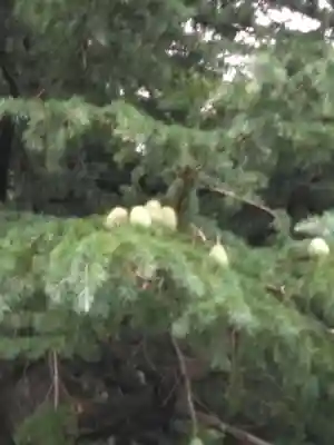 信濃境神社(長野県)