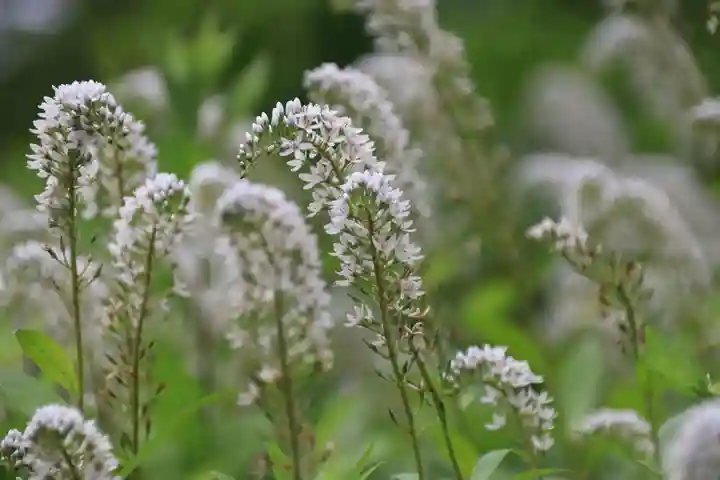 鹿島大神宮の自然