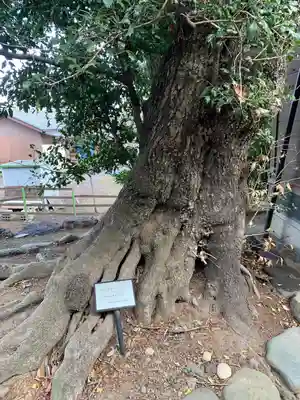 上中居諏訪神社の自然