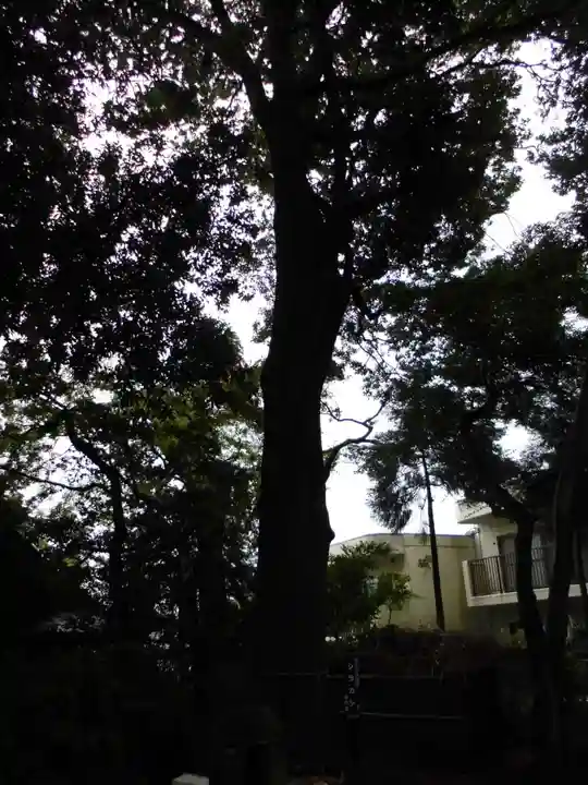 池辺杉山神社の自然