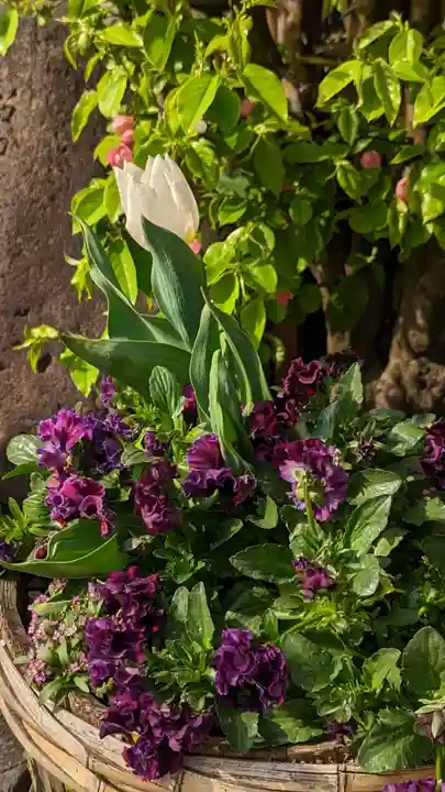 元祇園梛神社・隼神社(京都府)