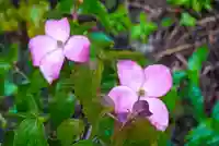尻岸内八幡神社(北海道)