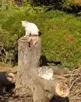 醫王寺(黄金身代り不動尊) (群馬県)